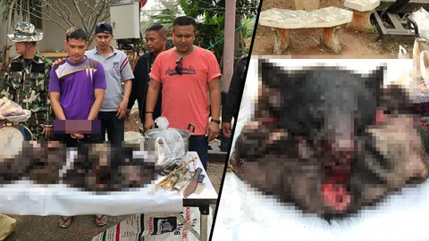 ถึงคิวหมีควาย! หนุ่มอ้างเจอติดบ่วงจนตาย ร่วมเพื่อนชำแหละ เตรียมขาย (คลิป)