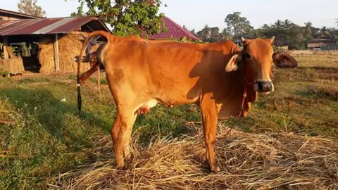 เกษตรกรพะเยารอลุ้น แม่วัวพันธุ์บรามันคลอดลูก หาดูยากจนต้องถ่ายเก็บ