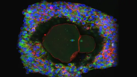 พัฒนาเพาะไข่มนุษย์ ให้โตเต็มวัยในห้องแล็บ