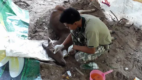 หมอช่วยด้วย! กวางม้า เกาะพะงันตกหลุมลึกบาดเจ็บหนัก ปล่อยไว้ตายแน่ 