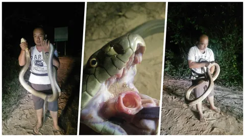 มันใหญ่มาก จงอางที่นาทวี เลื้อยซุกห้องเก็บของ คาดมาหาหนูกิน (คลิป)