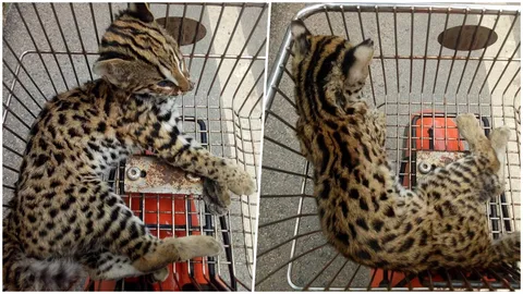 พบลูกเสือปลา สัตว์ใกล้สูญพันธุ์ ถูกรถชนตายคาถนน คาดยังมีการแอบเลี้ยง