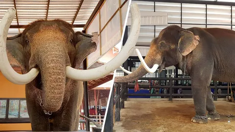 นักท่องเที่ยว จ้องลอดท้อง 'คชสารขุนแผน' แก้เคล็ดมีลูกยาก