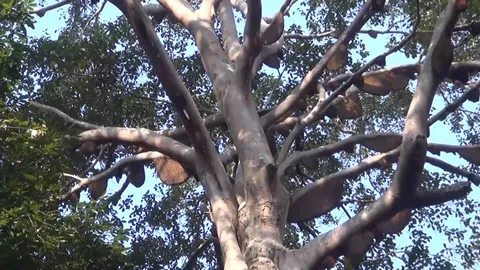 ตะลึง! ฝูงผึ้งสร้างรังบนต้นไทรนับร้อย ในเขต อช.แจ้ซ้อน คาดหนีไฟป่า (คลิป)