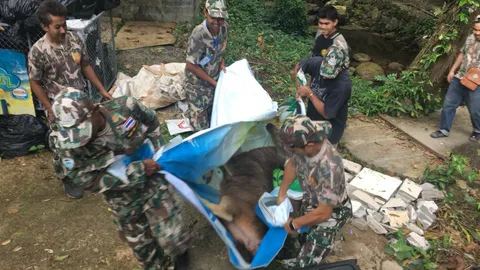 สิ้นใจแล้ว 'กวางม้า' เกาะพะงัน พบกระดูกสันหลังหัก สุดแรงจะยื้อไหว