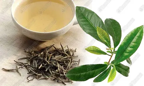 "ชาขาว" ชะลอความเสื่อมของผิวก่อนวัย?!