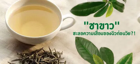 "ชาขาว" ชะลอความเสื่อมของผิวก่อนวัย?!