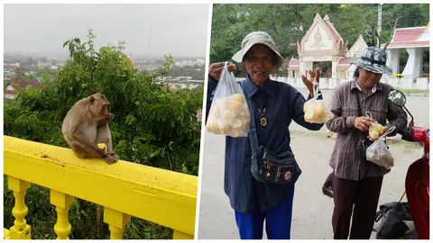 จ๋อเขาช่องกระจก อดโซ! แม่ค้าโอดเศรษฐกิจไม่ดี คนไม่ซื้ออาหารเลี้ยงลิง 