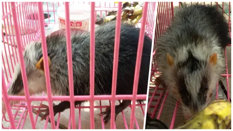 ฮือฮา พบสัตว์คล้ายหนู จมูกเหมือนหมู เพิ่งเจอที่กระบี่ครั้งแรก