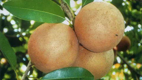 "ละมุดยักษ์สาลี่" มีกิ่งตอนรุ่นใหม่ขาย