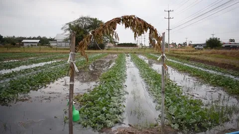 ชาวสวนกาฬสินธุ์ช้ำ ฝนตกหนักทำสวนแตงกวาจมน้ำ เสียหายเยอะ