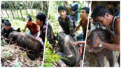 เร่งช่วยช้างน้อยตกเขา ถูกปฏิเสธไม่ยอมรับกลับเข้าโขลง 