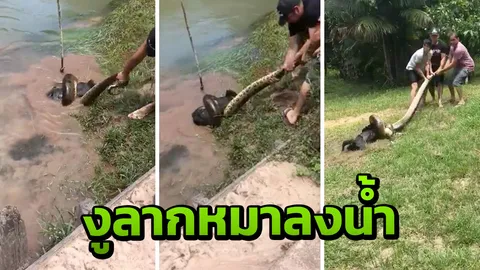 งูยักษ์รัดหมาดำลากลงน้ำ 3 หนุ่มรุดช่วยดึงขึ้นบกเอาไม้ตี ยอมคลายรอดชีวิต (คลิป)