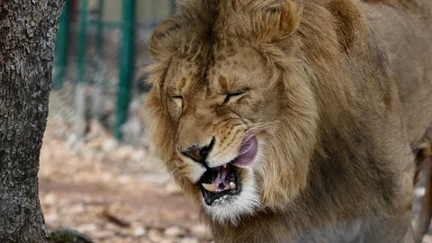 สลด สิงโตหลุดในอุทยานแอฟริกาใต้ วิ่ง 2 กม.ขย้ำสาววัย 22 ดับอนาถ