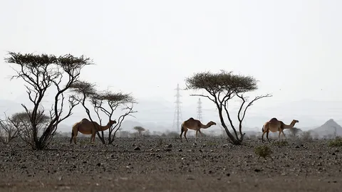 นมอูฐสูตรสำหรับทารก เตรียมตีตลาดในดูไบ