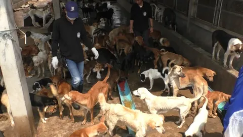 ปศุสัตว์นครพนม คุมเข้มสุนัขในด่านกักสัตว์​ หวั่นพิษสุนัขบ้าระบาด