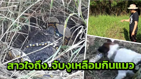 งูเหลือมกินแมว! สาวใจถึง มือหนึ่งถ่ายคลิป อีกมือถือบ่วงคล้องจับ (คลิป)