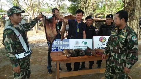 ยึดซากสัตว์ป่ารวม 80 ตัว ซุกกระสอบใช้เห็ดปกปิด ใกล้ตลาดชายแดนหนองคาย