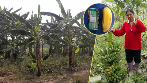 ปลูกกล้วยน้ำว้ายักษ์ ให้ได้ขนาด...ได้ราคา