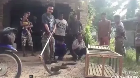 เชื่อ งูเจ้าที่! จงอาง 3.5 ม. นอนขดในบ้าน ยกมืออธิษฐาน ยอมให้จับโดยดี 