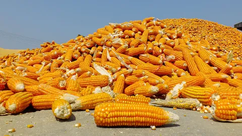 ขอรื้อมาตรการแก้ปัญหาข้าวโพด