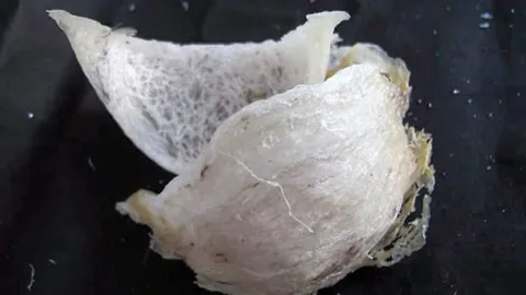 "พาณิชย์"ชี้ช่องขยายตลาดรังนก คุณภาพต้องคับแก้วแย่งลูกค้าจีน