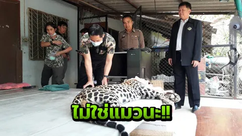 เสือนะไม่ใช่แมว! สาวจูงเดินเล่น ชาวบ้านผวาแจ้งตำรวจ