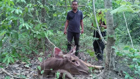 หมาบ้าน รุมฟัด กวางป่า สาหัส  ที่ อ. ท่าตะเกียบ ฉะเชิงเทรา 