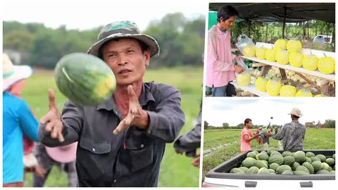 หนุ่มอีสาน พลิกชีวิต เช่าที่ปลูกแตงโม เมล่อน ขายปีละ 3 แสน! 