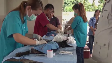 2 อำเภอมุกดาหาร พบโรคพิษหมาบ้า ประกาศเขตโรคระบาดชั่วคราว 