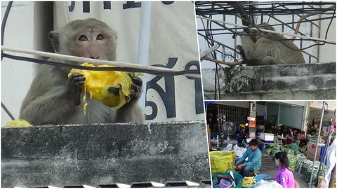 มาเฟียลิง เจ้าจ๋อจากลพบุรี นั่งรถมาอ่างทองป่วนตลาดไม่เลิก