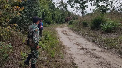 เร่งต้อนช้างกลับเข้าป่าภูวัว หลังกะซวกหนุ่มเข้าหาของป่าดับ