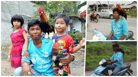 ฮือฮา ไก่ป่าขาเลาะ! เชื่องผิดวิสัย ชอบขี่รถเที่ยว (คลิป)