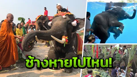 วันช้างไทย เหลือแต่ช้างทัวร์! ถูกขายเปลี่ยนเป็นปิกอัพมาขับ