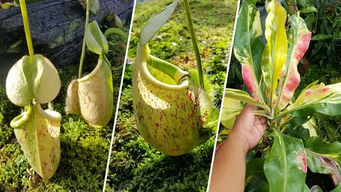 "บ้านค่ายเนินซีด" หม้อข้าวหม้อแกงลิง...พันธุ์ใหม่