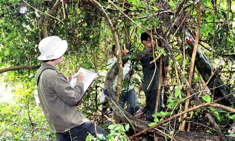 ชี้ทีมวิจัยแจงคนนอกร่วมปราบเถาวัลย์