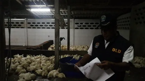 จู่โจม โรงเชือดไก่ใน อ.หาดใหญ่ หลังชาวบ้านร้องเรียนส่งกลิ่นเหม็น