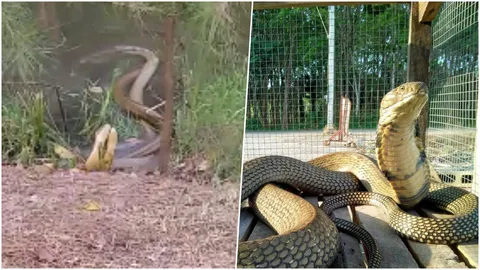 ทำอะไรกันจ๊ะ! คนแห่ชม 'งูจงอาง' เปิดศึกพันคอ ฟัดกันนัว แต่ไม่กัดกัน (คลิป)