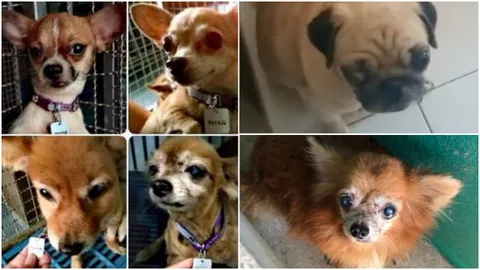 เห็นแก่ตัว! ฟาร์มแอบปล่อยหมา 18 ตัวให้วัด เหตุป่วย ซึม ขายไม่ออก