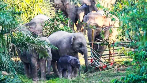 เผยนาทีช่วยลูกช้างตกเขา กลับเข้าโขลง สู่อ้อมอก-ดูดนมแม่ในรอบ 2 สัปดาห์