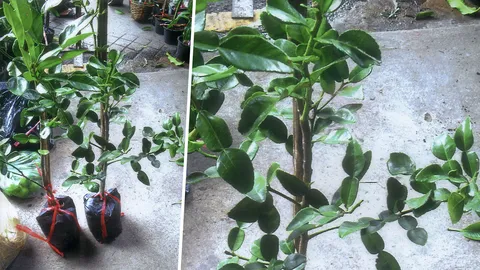 “ใบมะกรูด” กับวิธีลดความดันโลหิต