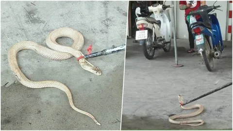 เหมือนคอจะแห้ง! พนักงานผวางูเห่าเผือกบุกโกดังเครื่องดื่ม เชื่อมาให้โชค