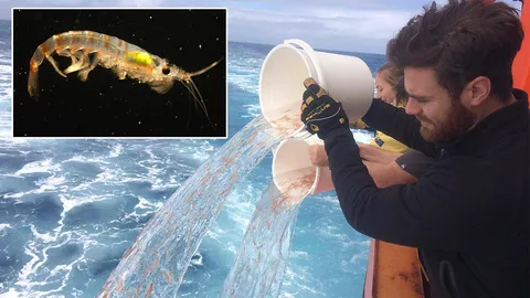 คริลล์อาจเป็นอาวุธ สู้กับพลาสติกในมหาสมุทร