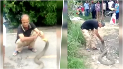 สุดทึ่ง! เปิดคลิปหมองู เป่าคาถา บรรจงจับ'จงอางยักษ์'ด้วยมือเปล่า