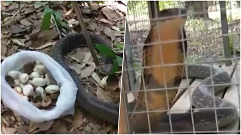 ขอขมาก่อนจับ! หนุ่มใหญ่จุดธูปเชิญ 'แม่งูจงอางสุดหวงลูก' นอนกกไข่ 36 ใบ (คลิป)