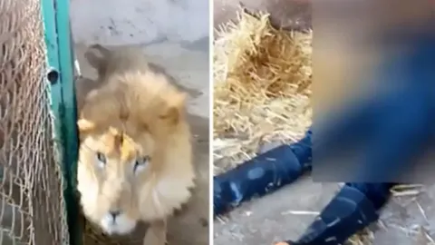 สุดสะพรึง หนุ่มจนท.สวนสัตว์ ลืมปิดประตู โดนสิงโตออกมาขย้ำ ตายอนาถคากรง