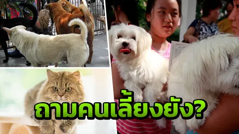จะเป็นหมันหรือได้เกิด? "เก็บภาษีหมา-แมว" ฟังคำตอบชัดๆ จากสรรพากร   