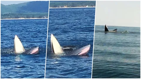 หนุ่มประมงตะลึง! พบ 'วาฬบรูด้า' 2 ตัว โผล่กินปลากลางทะเลชุมพร