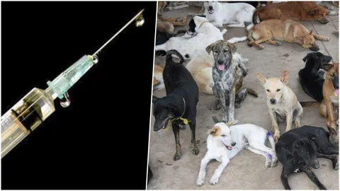 พิษสุนัขบ้าคุมยาก!! ชงอีกทางเลือก ฉีดไข่หมา ไม่ต้องเซตซีโร่