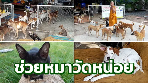 พระวัดนาจอมเทียน วอนรัฐช่วยฉีดวัคซีนพิษสุนัขบ้าให้หมาแมววัด
